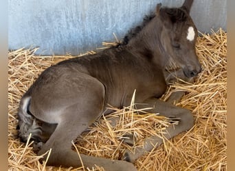 Ägyptischer Araber, Hengst, 4 Jahre, 155 cm, Rabicano