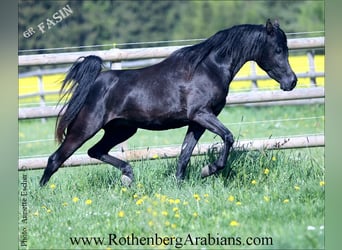 Ägyptischer Araber, Hengst, 17 Jahre, 152 cm, Rappe