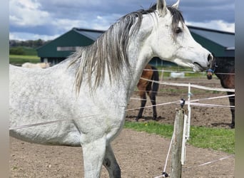 Ägyptischer Araber, Hengst, 6 Jahre, 150 cm, Schimmel