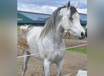 Ägyptischer Araber, Hengst, 6 Jahre, 150 cm, Schimmel