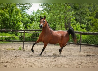 Ägyptischer Araber, Stute, 10 Jahre, 146 cm, Brauner