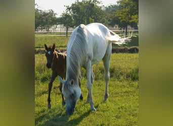 Ägyptischer Araber, Stute, 10 Jahre, 153 cm, Schimmel