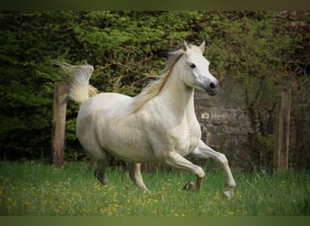 Ägyptischer Araber, Stute, 10 Jahre, 158 cm, Schimmel