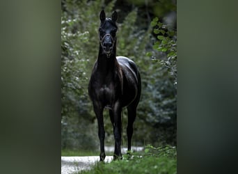 Ägyptischer Araber, Stute, 10 Jahre, 160 cm, Rappe