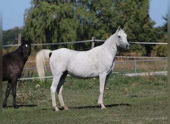 Ägyptischer Araber, Stute, 11 Jahre, 153 cm, Fliegenschimmel
