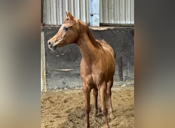 Ägyptischer Araber, Stute, 11 Jahre, 154 cm, Fuchs