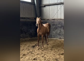 Ägyptischer Araber, Stute, 11 Jahre, 154 cm, Fuchs