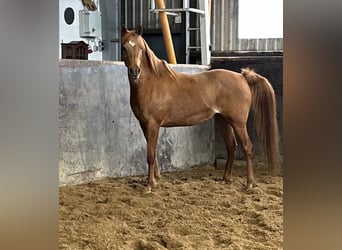 Ägyptischer Araber, Stute, 11 Jahre, 154 cm, Fuchs