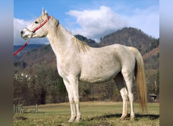 Ägyptischer Araber, Stute, 13 Jahre, 150 cm, Schimmel