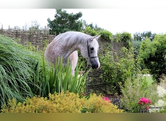 Ägyptischer Araber, Stute, 13 Jahre, 157 cm, Fliegenschimmel