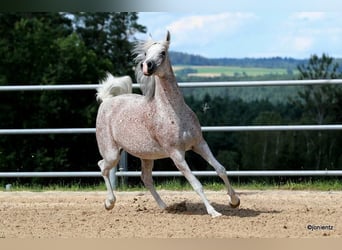 Ägyptischer Araber, Stute, 13 Jahre, 157 cm, Fliegenschimmel