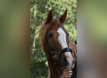 Ägyptischer Araber, Stute, 13 Jahre, 158 cm, Dunkelfuchs