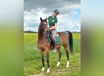 Ägyptischer Araber, Stute, 14 Jahre, 150 cm, Dunkelbrauner