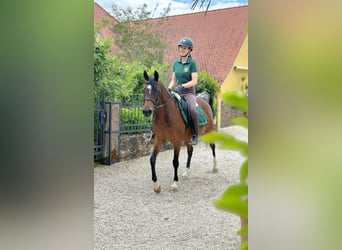 Ägyptischer Araber, Stute, 14 Jahre, 150 cm, Dunkelbrauner