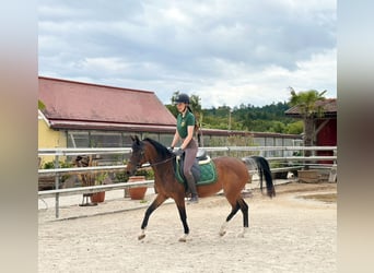 Ägyptischer Araber, Stute, 14 Jahre, 150 cm, Dunkelbrauner
