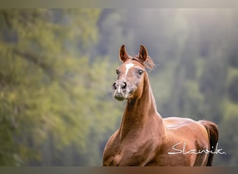 Ägyptischer Araber, Stute, 14 Jahre, 150 cm, Dunkelfuchs