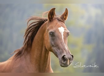 Ägyptischer Araber, Stute, 14 Jahre, 150 cm, Dunkelfuchs