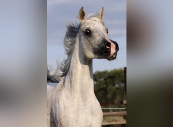 Ägyptischer Araber, Stute, 14 Jahre, 151 cm, Fliegenschimmel