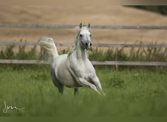 Ägyptischer Araber, Stute, 14 Jahre, 155 cm, Schimmel