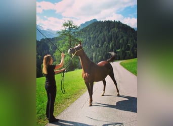 Ägyptischer Araber, Stute, 15 Jahre, 150 cm, Dunkelfuchs