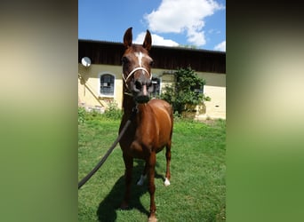 Ägyptischer Araber, Stute, 15 Jahre, Dunkelfuchs