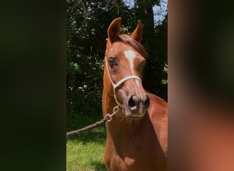 Ägyptischer Araber, Stute, 15 Jahre, Dunkelfuchs