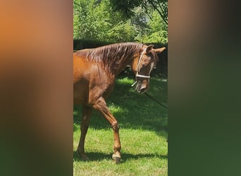 Ägyptischer Araber, Stute, 15 Jahre, Dunkelfuchs