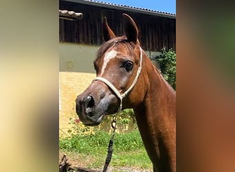 Ägyptischer Araber, Stute, 15 Jahre, Dunkelfuchs