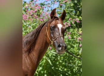 Ägyptischer Araber, Stute, 15 Jahre, Fuchs