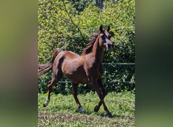 Ägyptischer Araber, Stute, 15 Jahre, Fuchs