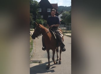 Ägyptischer Araber, Stute, 16 Jahre, 148 cm, Fuchs