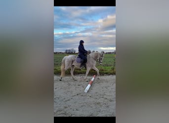 Ägyptischer Araber, Stute, 16 Jahre, 152 cm, Fliegenschimmel