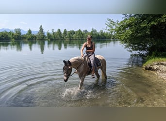 Ägyptischer Araber, Stute, 16 Jahre, 152 cm, Fliegenschimmel