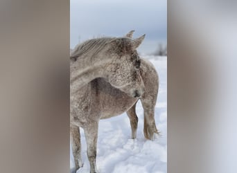 Ägyptischer Araber, Stute, 16 Jahre, 152 cm, Fliegenschimmel