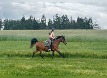 Ägyptischer Araber, Stute, 16 Jahre, 153 cm, Brauner