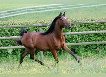 Ägyptischer Araber, Stute, 16 Jahre, 153 cm, Brauner