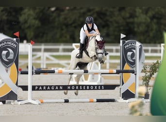 Ägyptischer Araber Mix, Stute, 17 Jahre, 141 cm, Fliegenschimmel