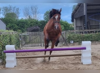 Ägyptischer Araber, Stute, 17 Jahre, 159 cm, Brauner