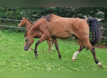 Ägyptischer Araber, Stute, 17 Jahre, 159 cm, Brauner