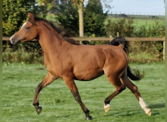 Ägyptischer Araber, Stute, 17 Jahre, 161 cm, Brauner