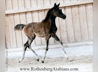 Ägyptischer Araber, Stute, 1 Jahr, 154 cm, Brauner