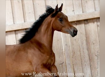 Ägyptischer Araber, Stute, 1 Jahr, 154 cm, Brauner