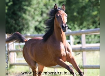 Ägyptischer Araber, Stute, 1 Jahr, 154 cm, Brauner