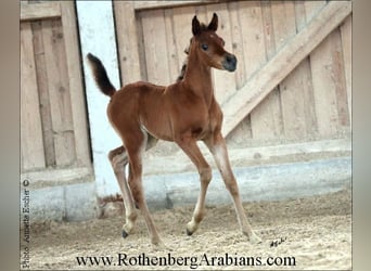 Ägyptischer Araber, Stute, 1 Jahr, 154 cm, Brauner