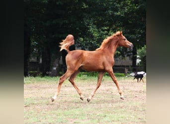 Ägyptischer Araber, Stute, 1 Jahr, 157 cm, Fuchs