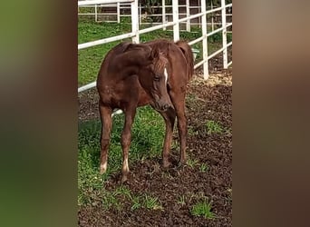 Ägyptischer Araber, Stute, 1 Jahr, Dunkelfuchs