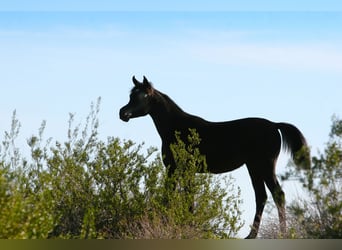 Ägyptischer Araber, Stute, 1 Jahr, Rappe