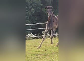 Ägyptischer Araber, Stute, 1 Jahr, Rappe