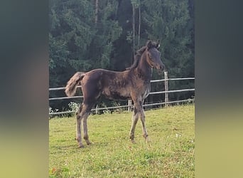 Ägyptischer Araber, Stute, 1 Jahr, Rappe