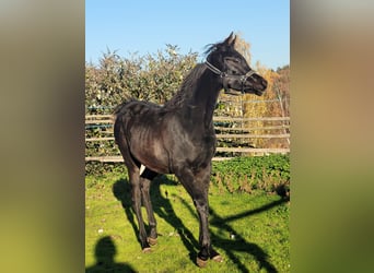 Ägyptischer Araber, Stute, 1 Jahr, Rappe